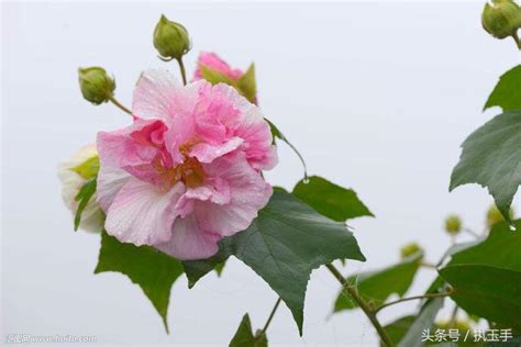 芙蓉會|到底什麼是翡翠的芙蓉種？芙蓉種會不會變種？